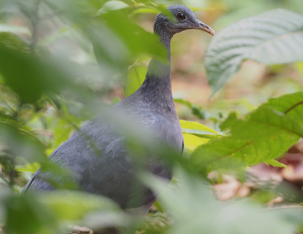 Black Tinamou - ML616055225