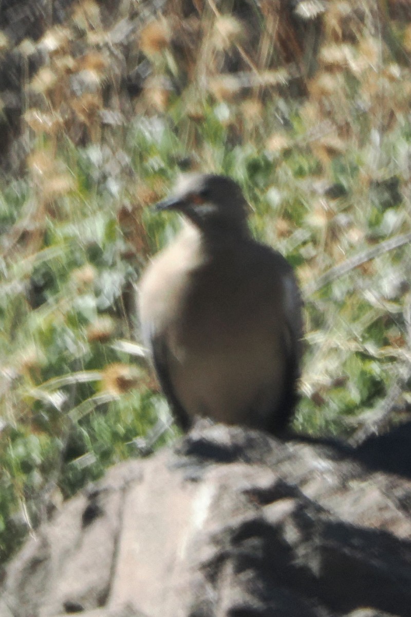 Black-winged Ground Dove - ML616055228
