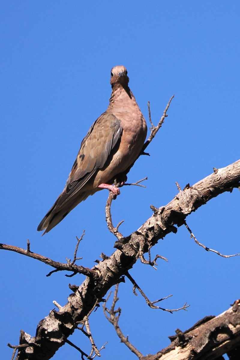 Eared Dove - ML616055232