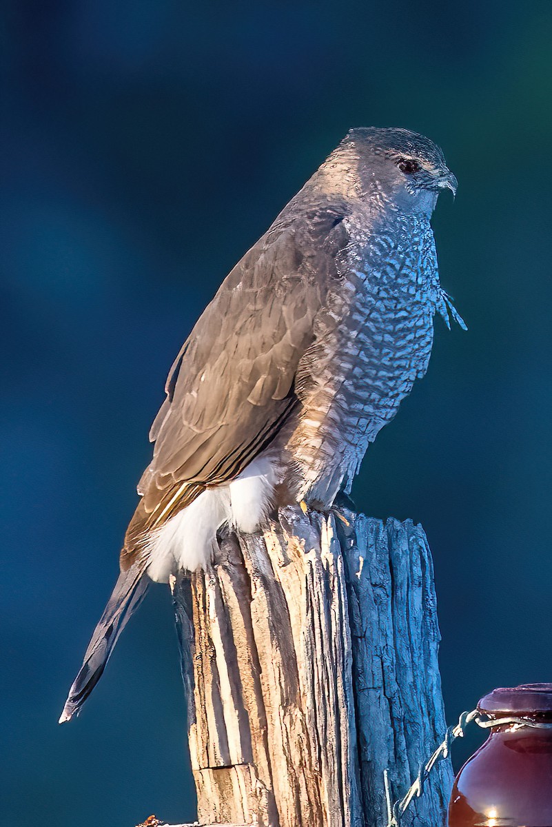 Cooper's Hawk - ML616055233