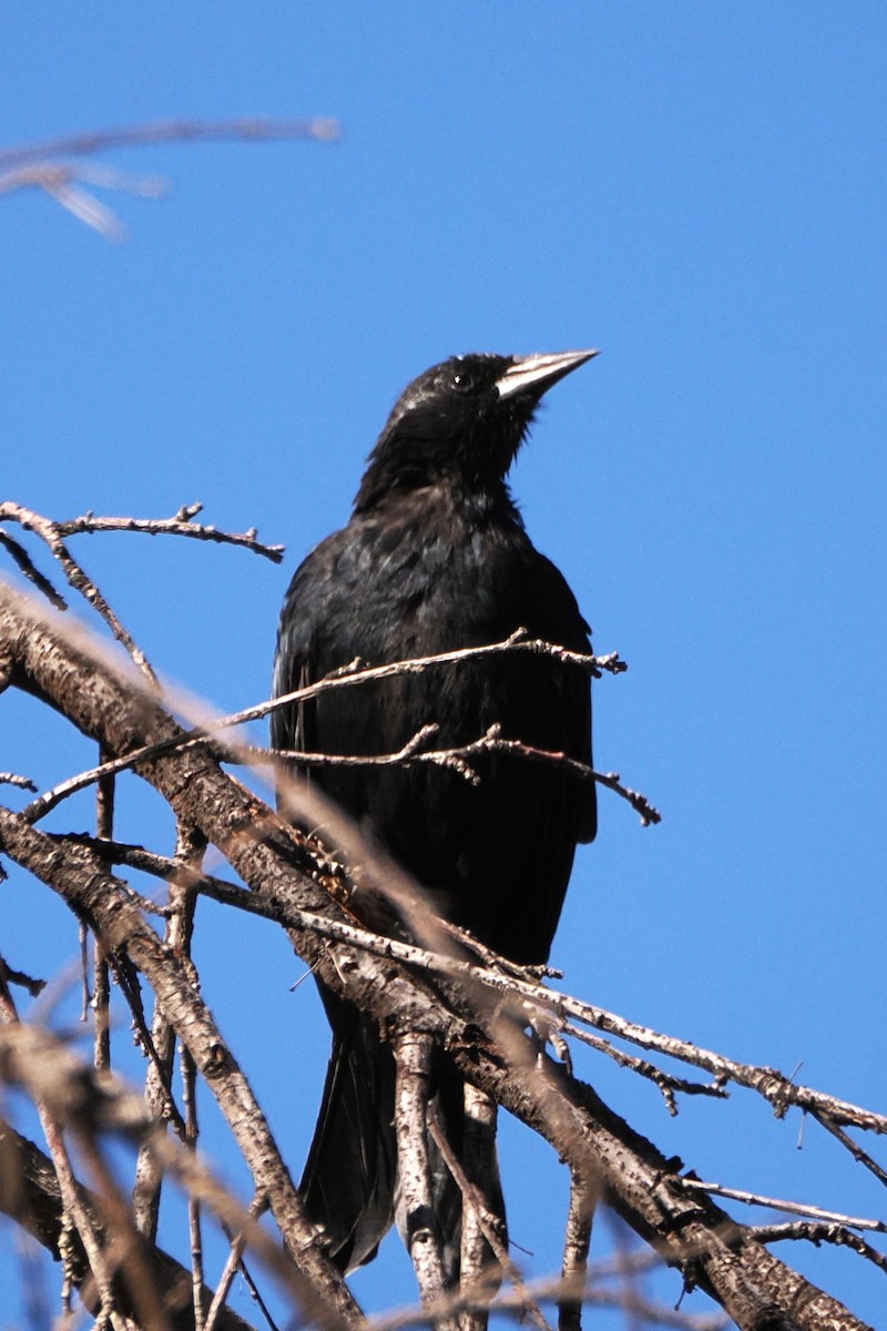 patagoniatrupial - ML616055253