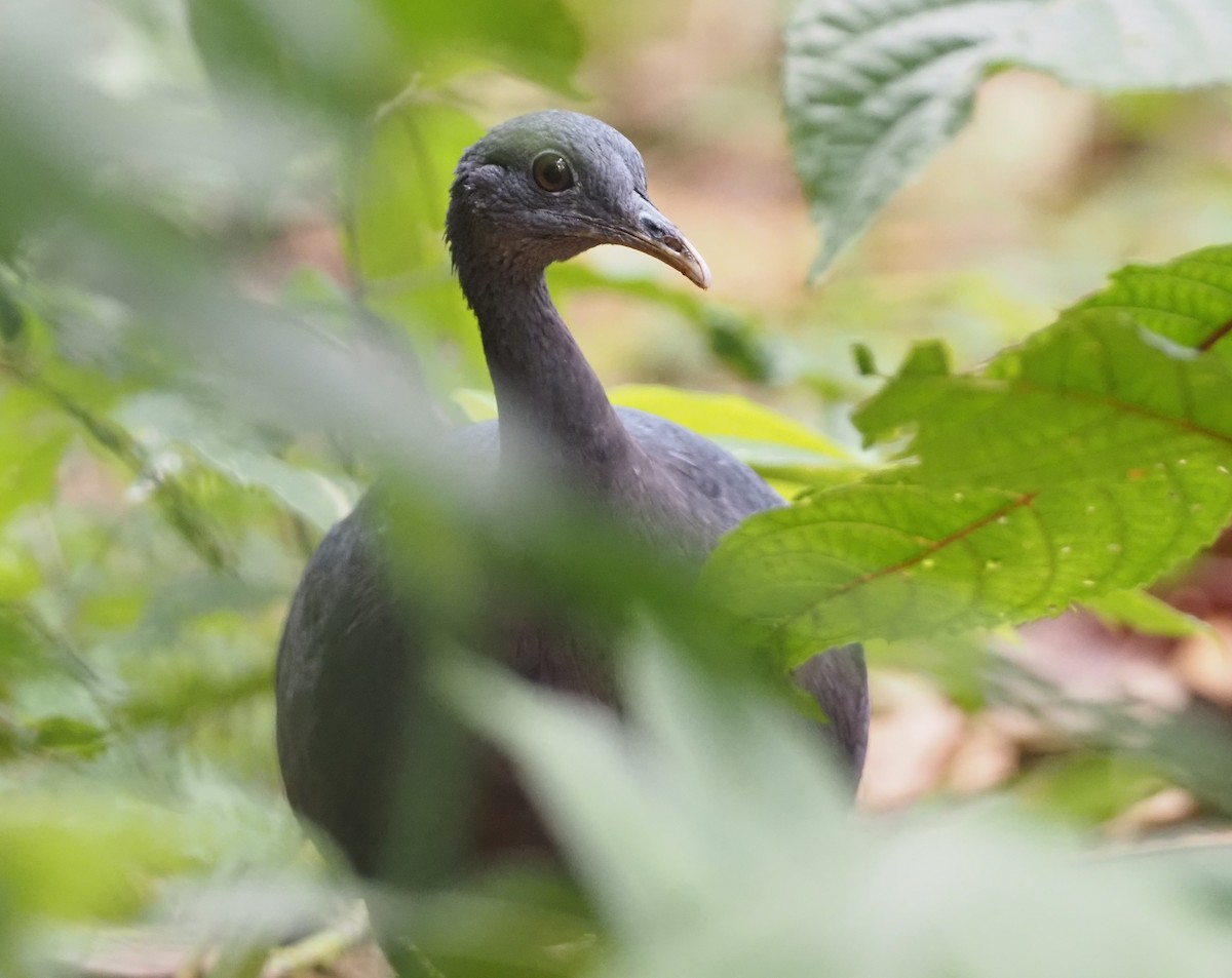 Black Tinamou - ML616055254