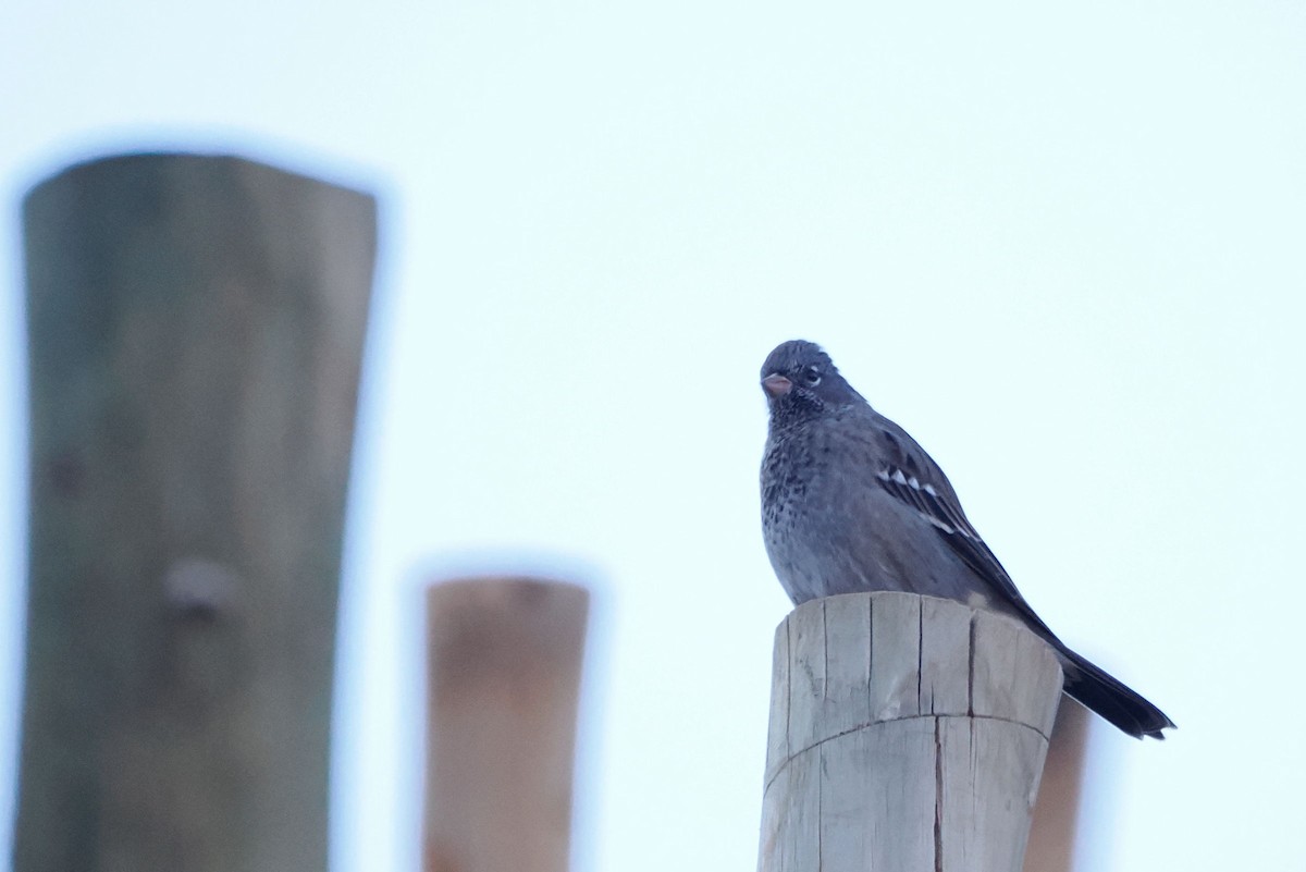 Mourning Sierra Finch - ML616055258