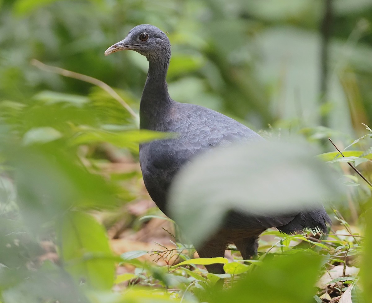 Black Tinamou - ML616055282