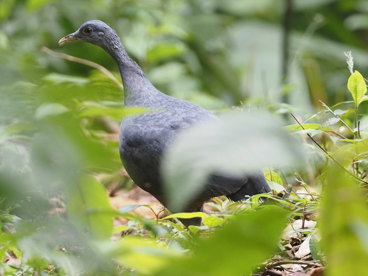 Black Tinamou - ML616055291