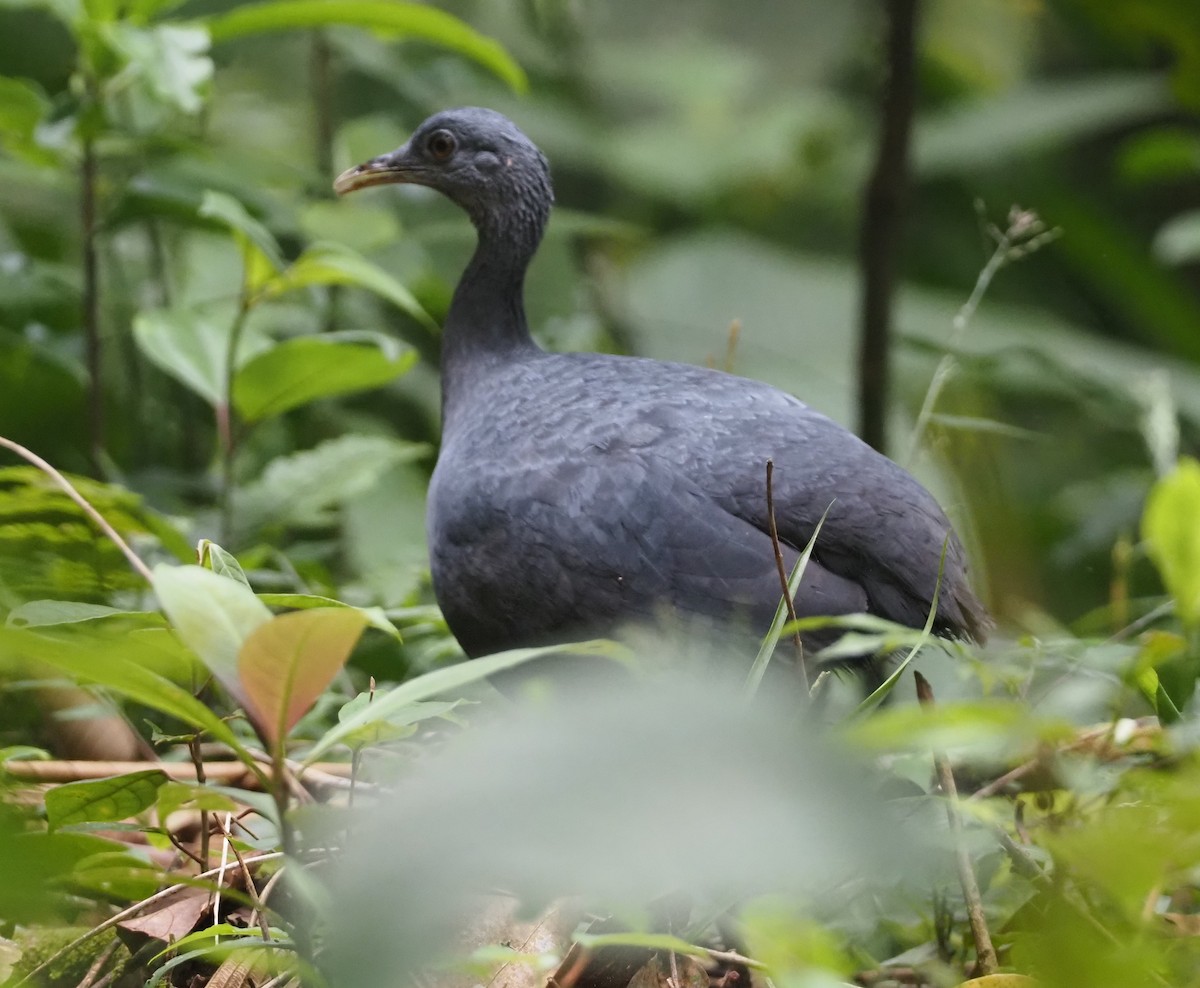 Black Tinamou - ML616055312