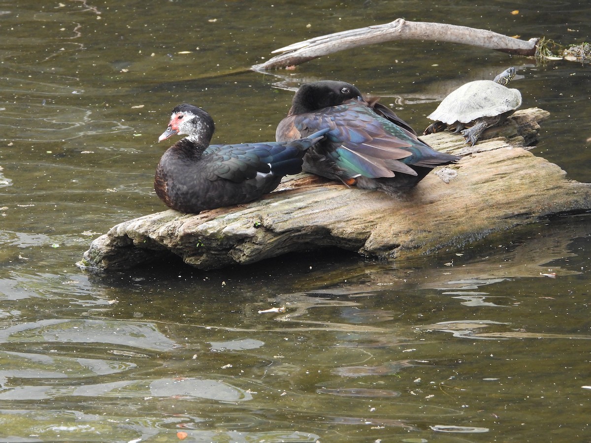 Muscovy Duck (Domestic type) - Vidhya Sundar