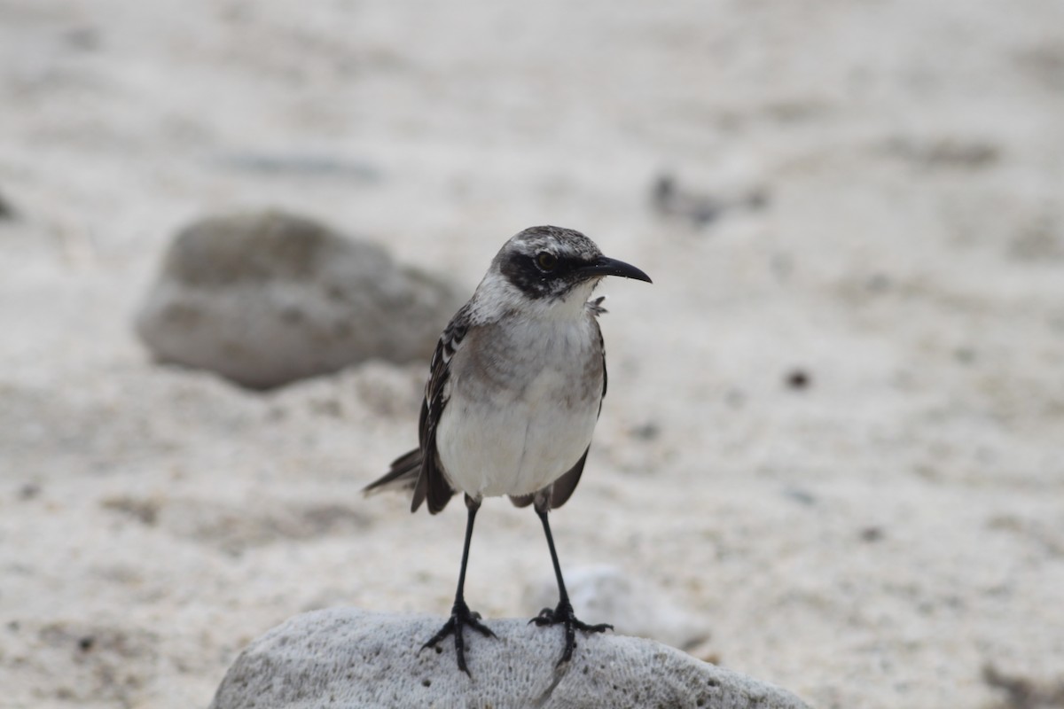 Galapagos Mockingbird - Brett Hartl