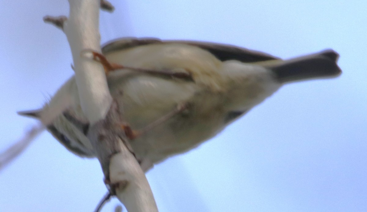 Roitelet à couronne rubis - ML616055383