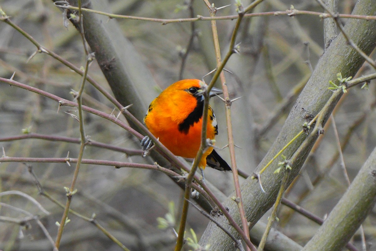 Streak-backed Oriole - ML616055413