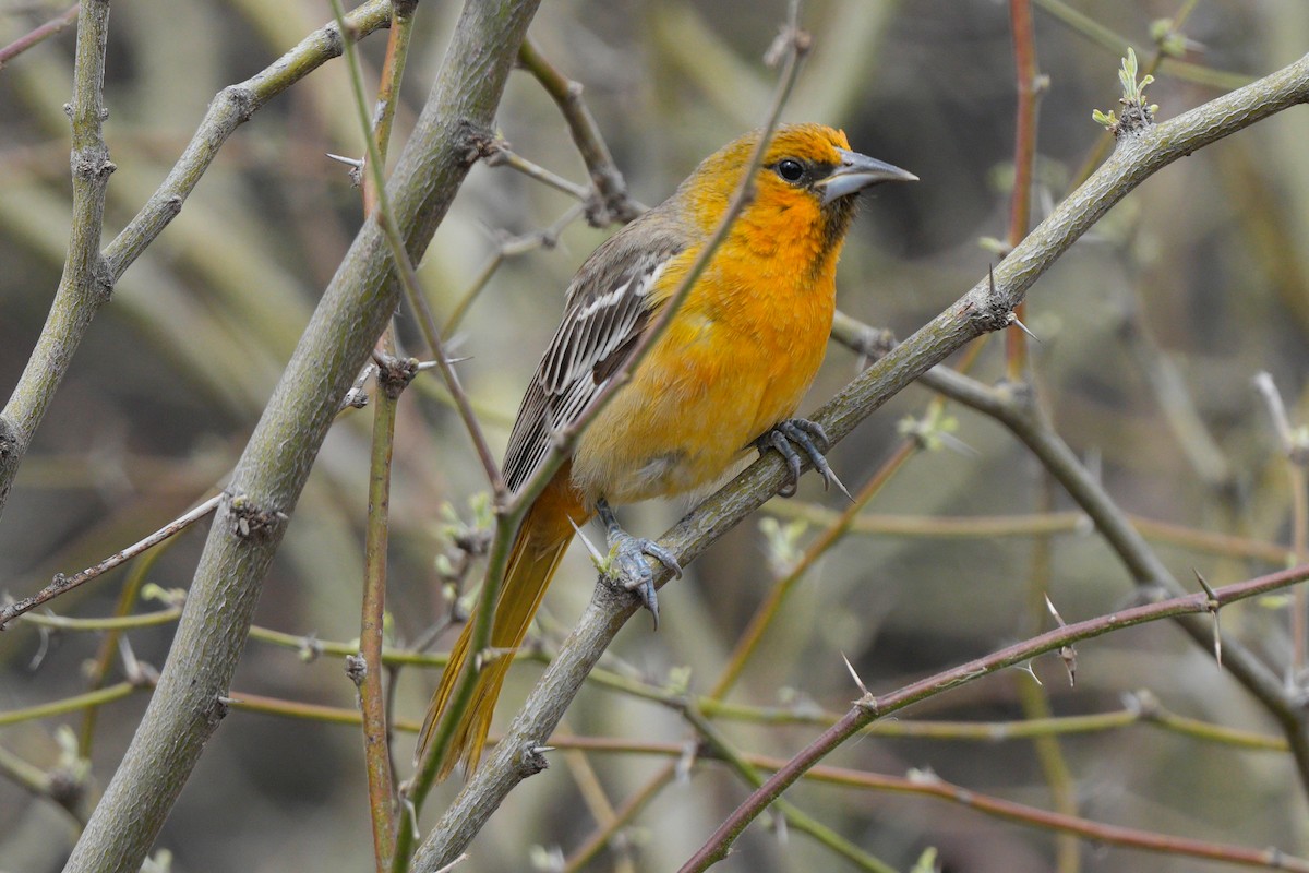 Streak-backed Oriole - Tom E. Johnson