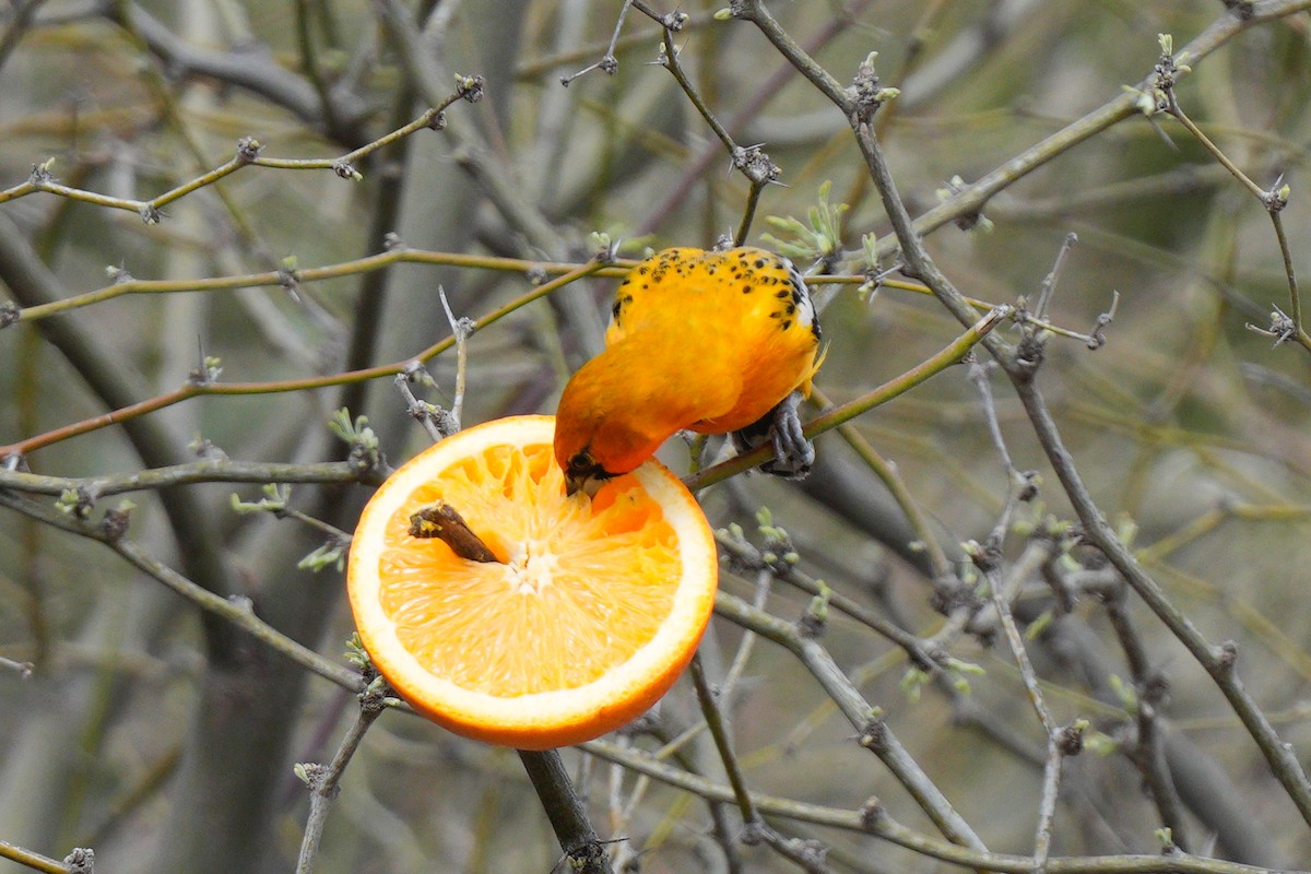 Streak-backed Oriole - ML616055415