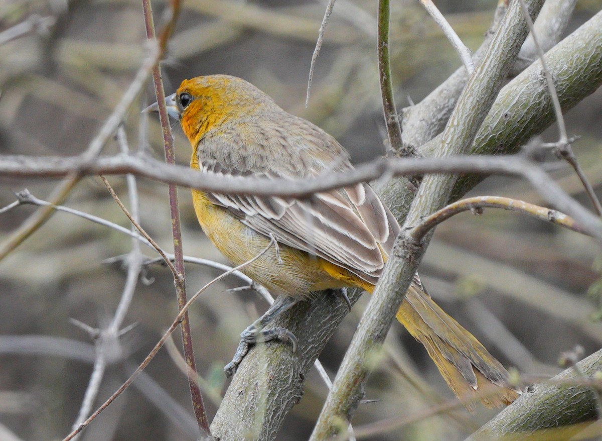 Streak-backed Oriole - ML616055416