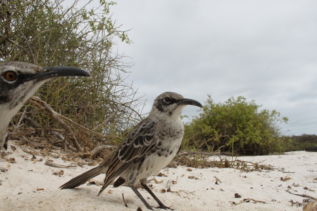 Española Mockingbird - ML616055444