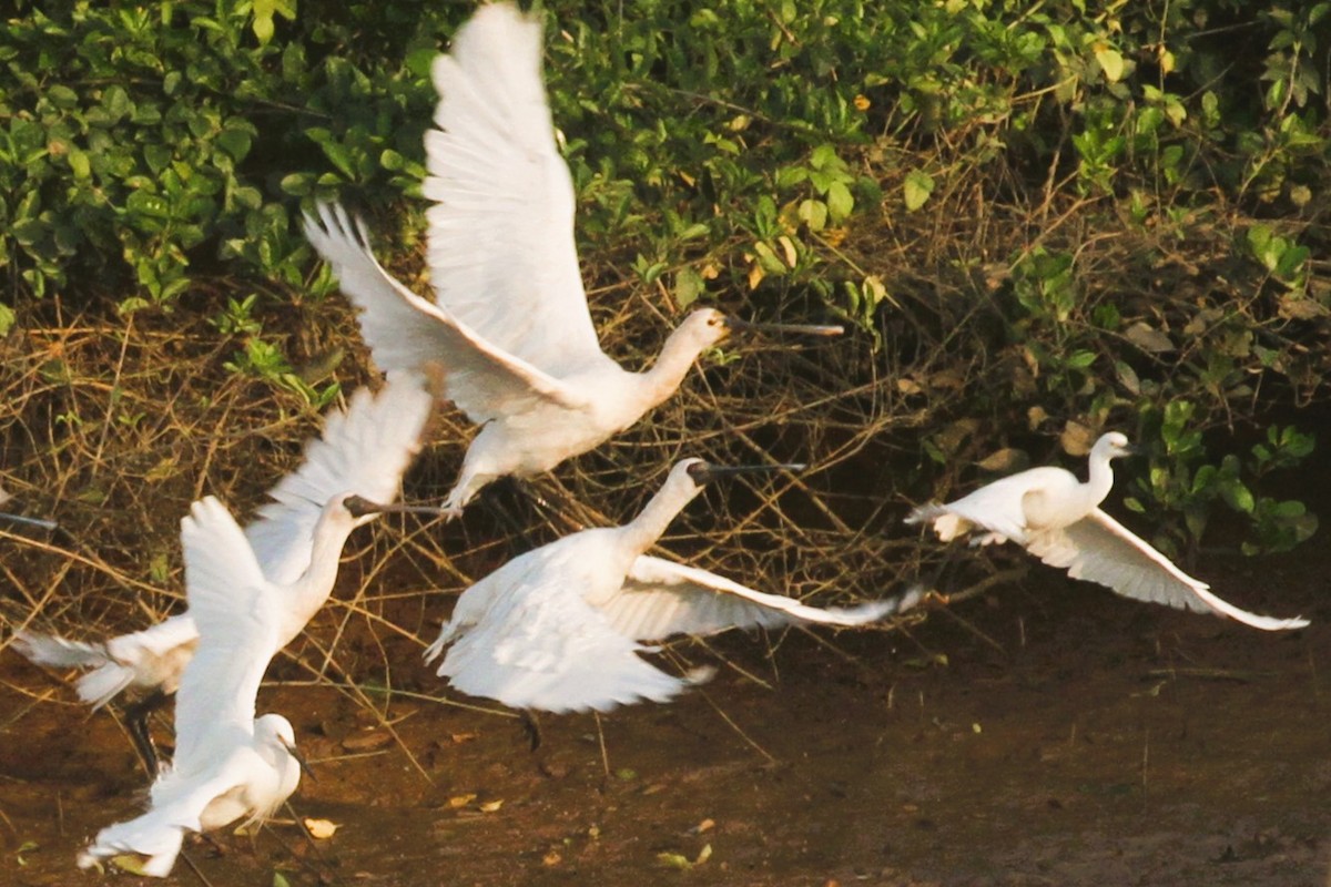 Eurasian Spoonbill - ML616055566