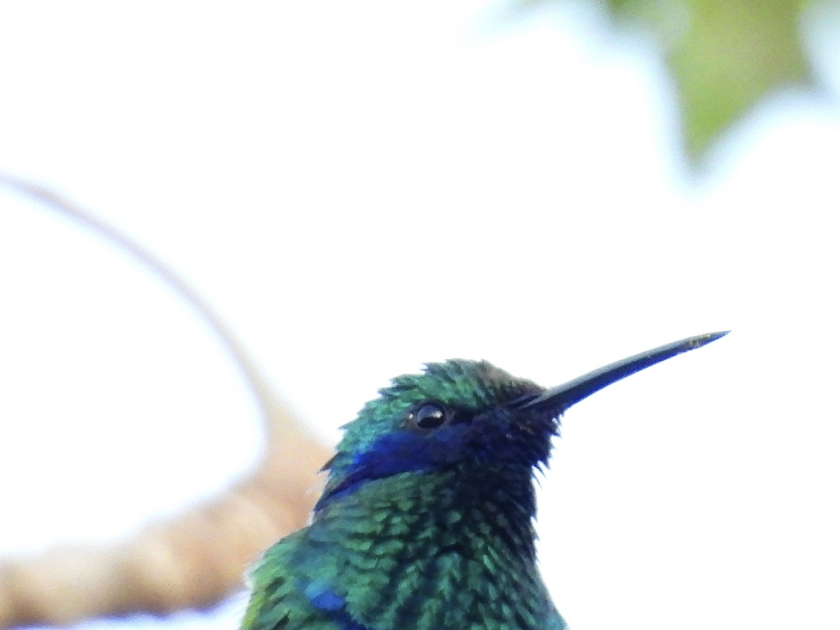 kolibřík modrolící - ML616055705
