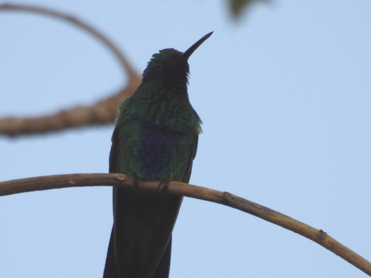 kolibřík modrolící - ML616055706