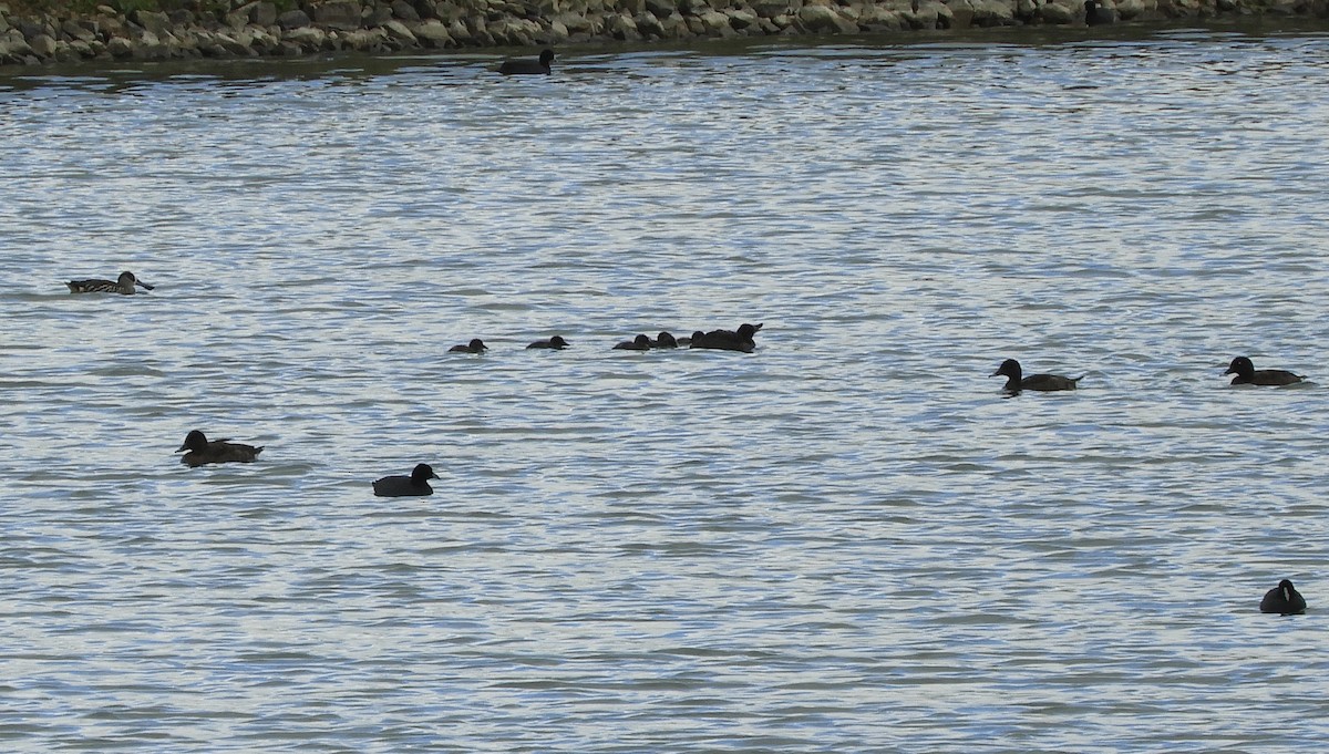 Blue-billed Duck - ML616055708