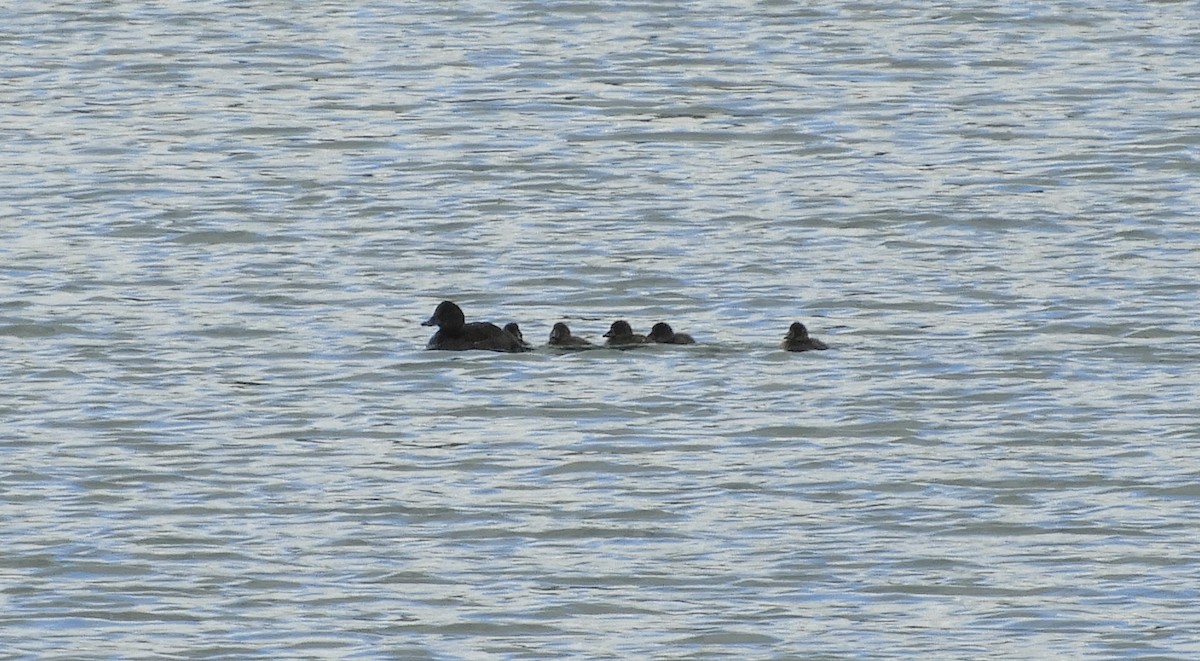 Blue-billed Duck - ML616055709