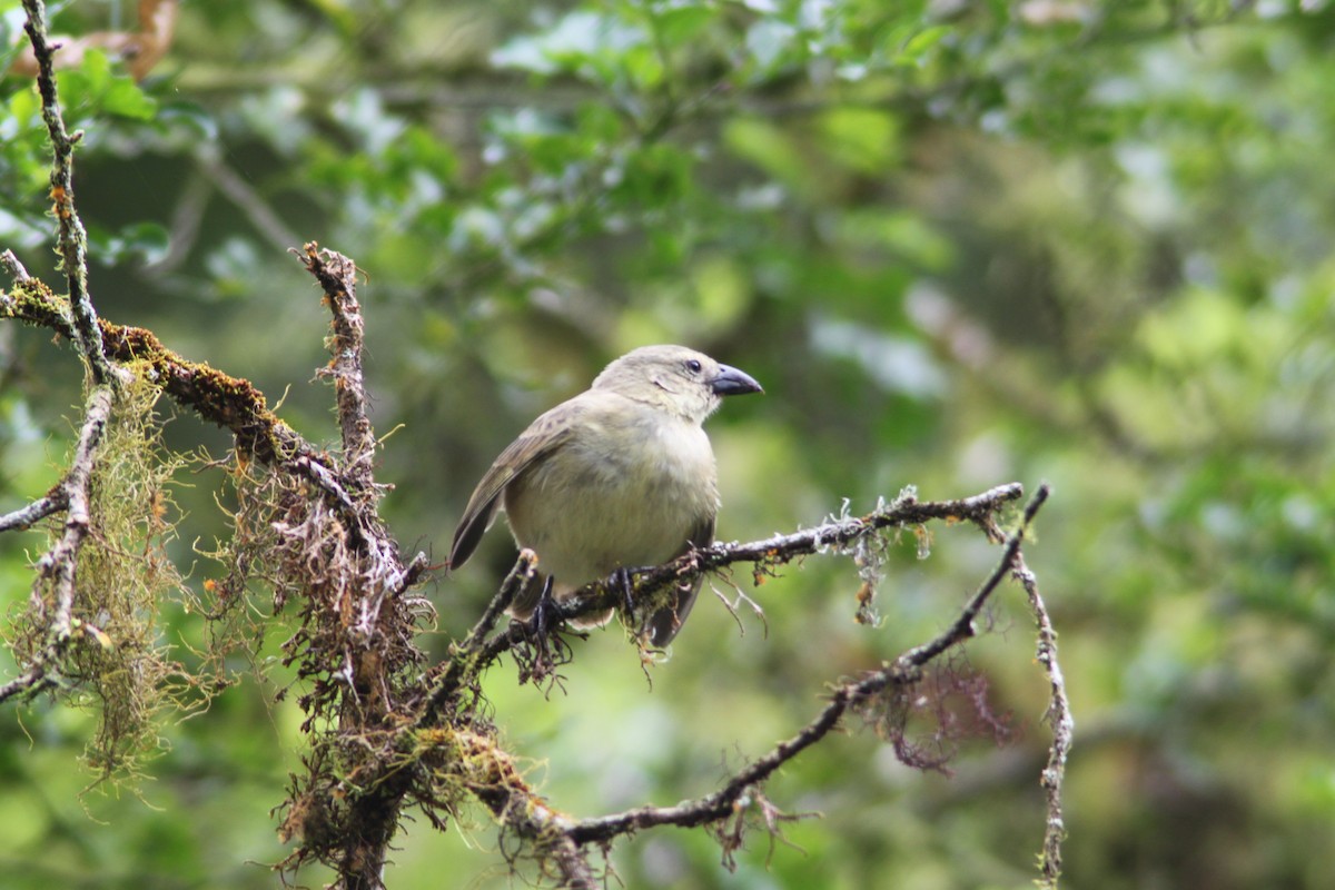 Pinzón de Darwin Carpintero - ML616055743