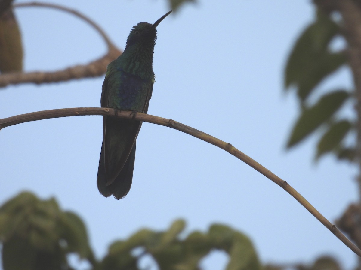 kolibřík modrolící - ML616055756