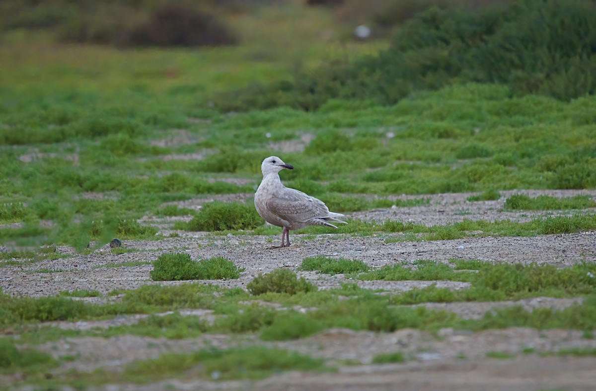 Gaviota de Bering - ML616055776