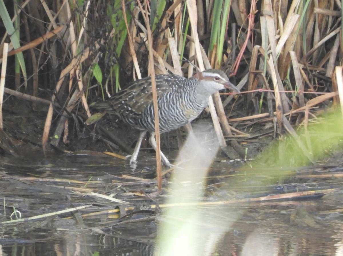 Buff-banded Rail - ML616055874