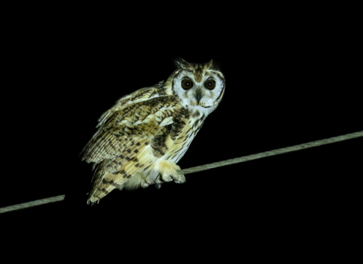Striped Owl - Josue  de León Lux (Birding Guide) josuedeleonlux@gmail.com +502 3068 8988