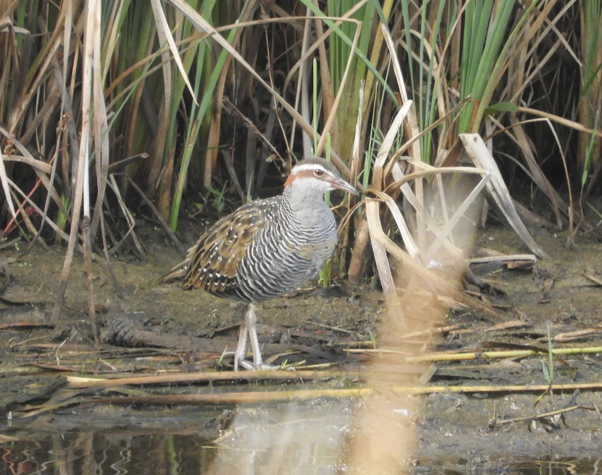 Buff-banded Rail - ML616055886