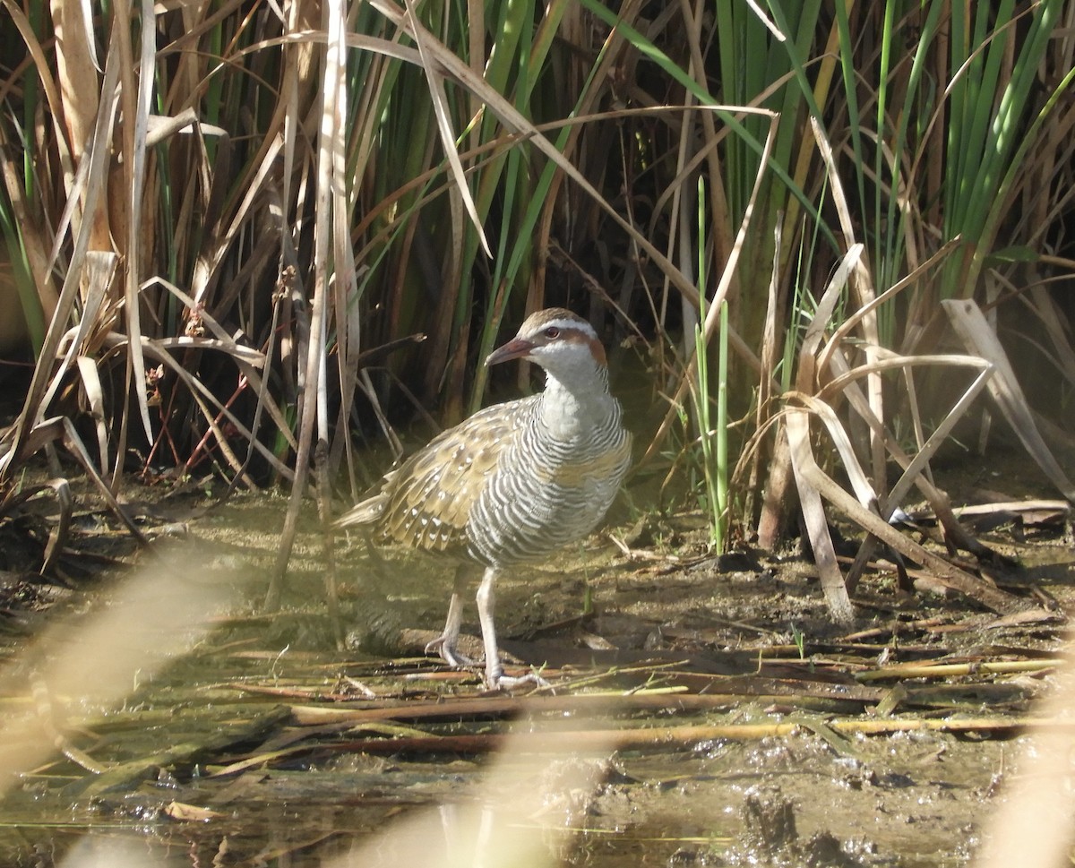 Buff-banded Rail - ML616055888