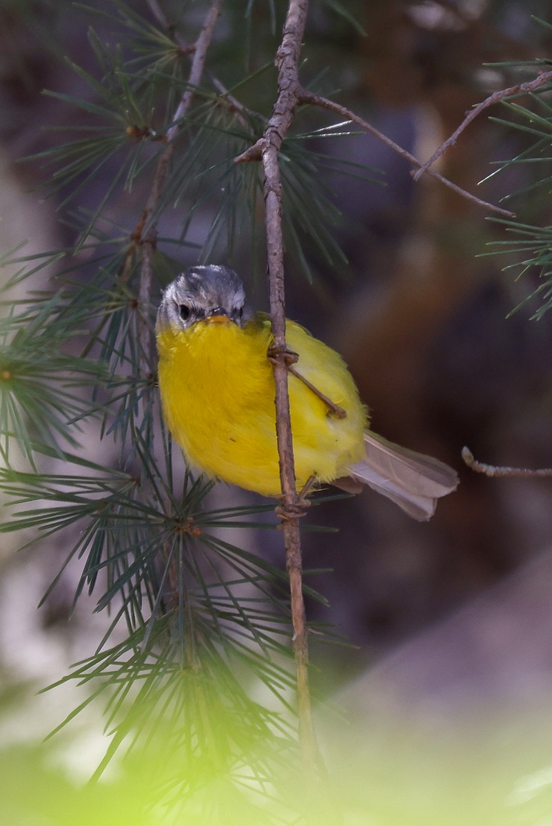 Gray-hooded Warbler - ML616055894