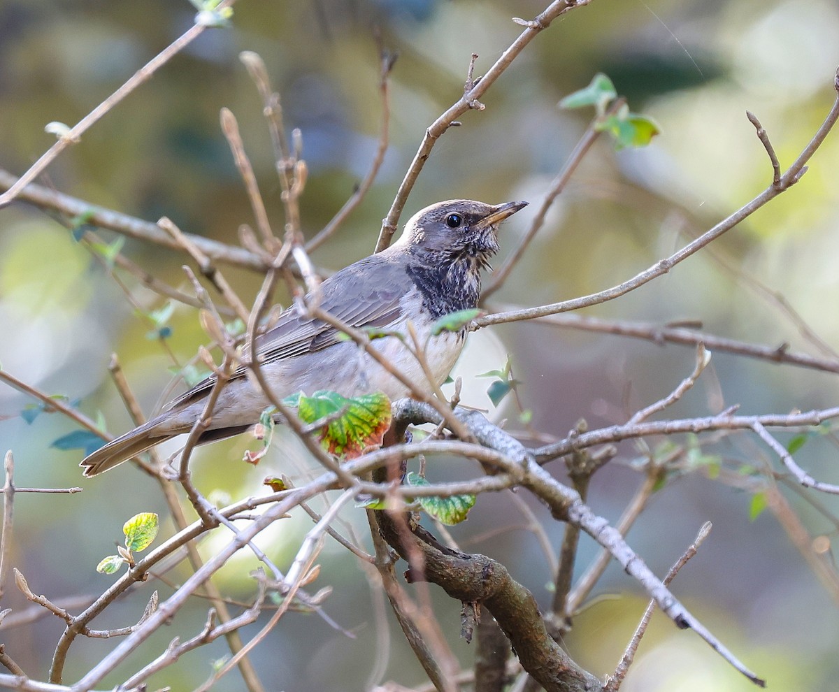 Black-throated Thrush - ML616055904