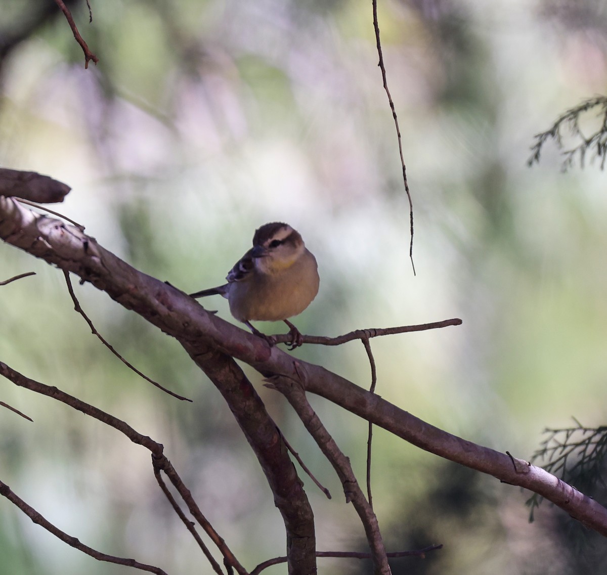 Russet Sparrow - ML616055925