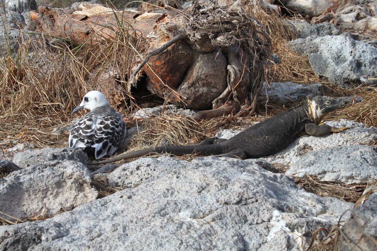 Gaviota Tijereta - ML616055927