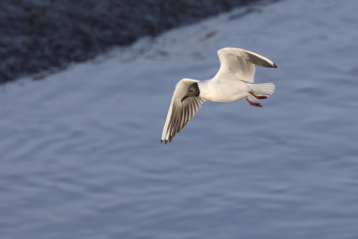 Black-headed Gull - ML616055928