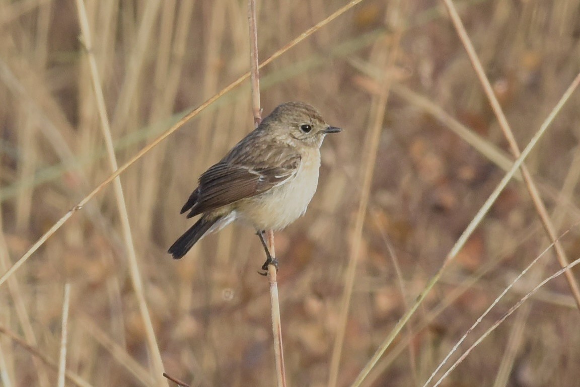 Siberian Stonechat - ML616055948