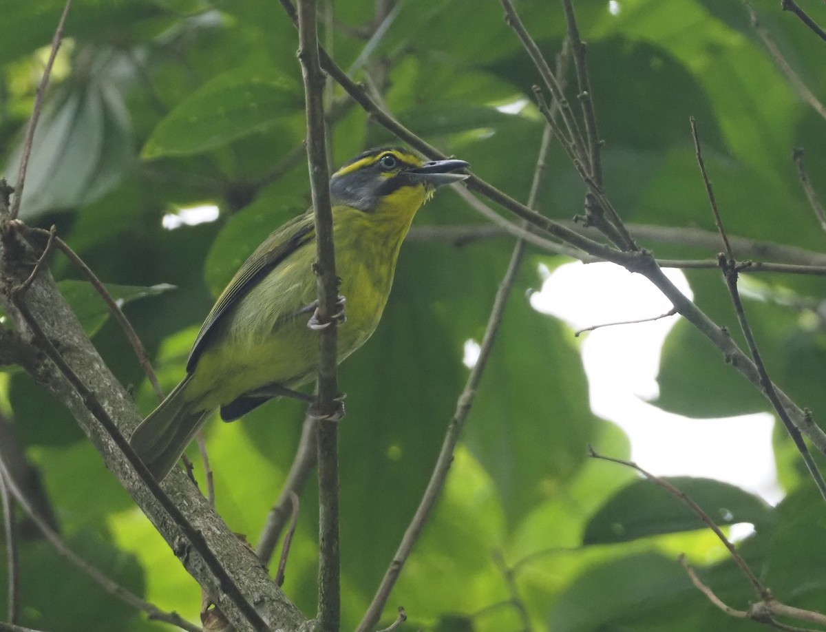 Slaty-capped Shrike-Vireo - ML616055987