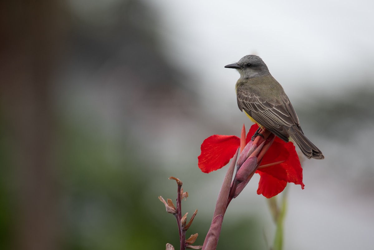 Tropical Kingbird - ML616055993