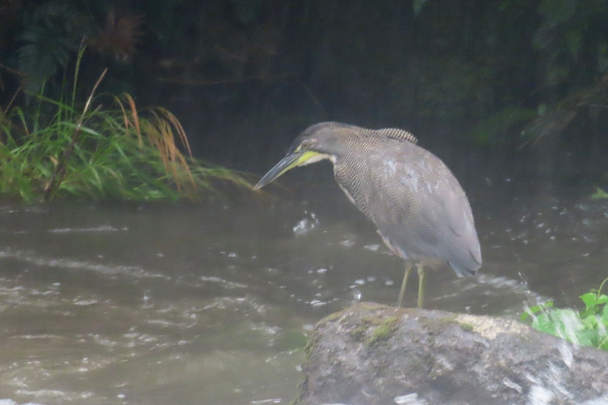 Fasciated Tiger-Heron - ML616055994