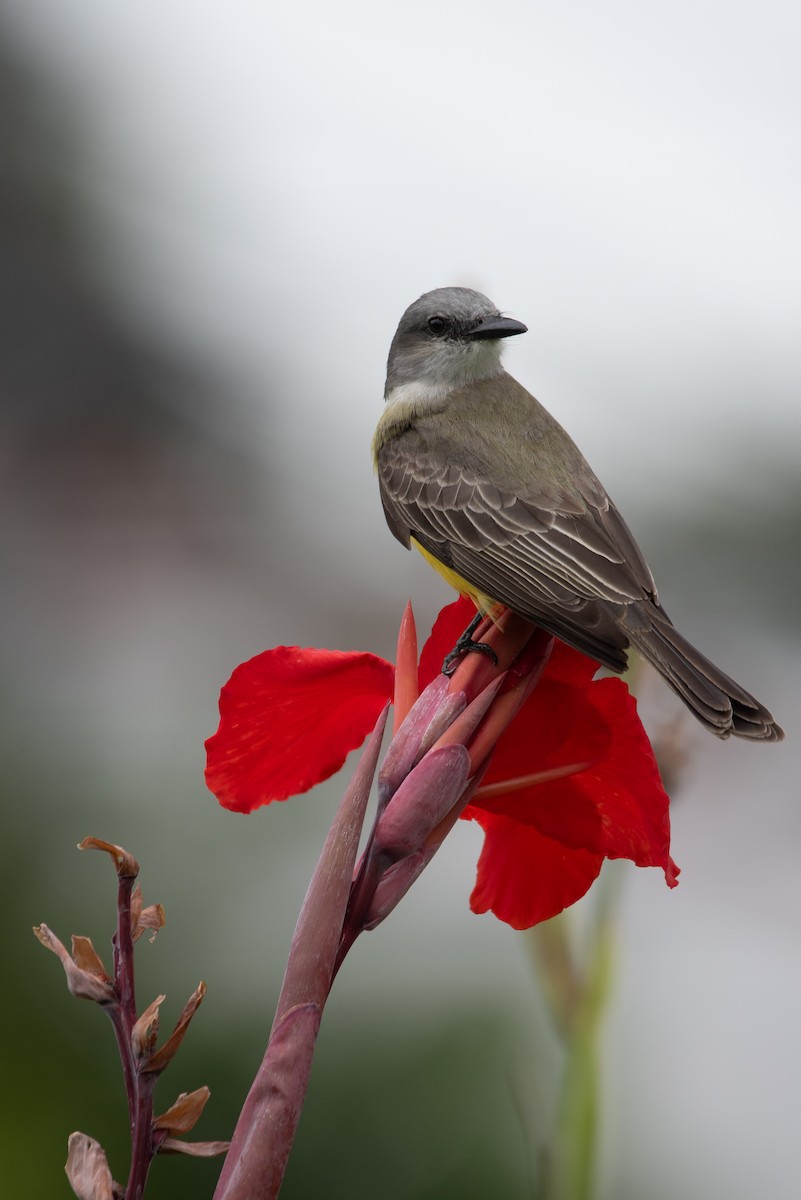 Tropical Kingbird - ML616056003