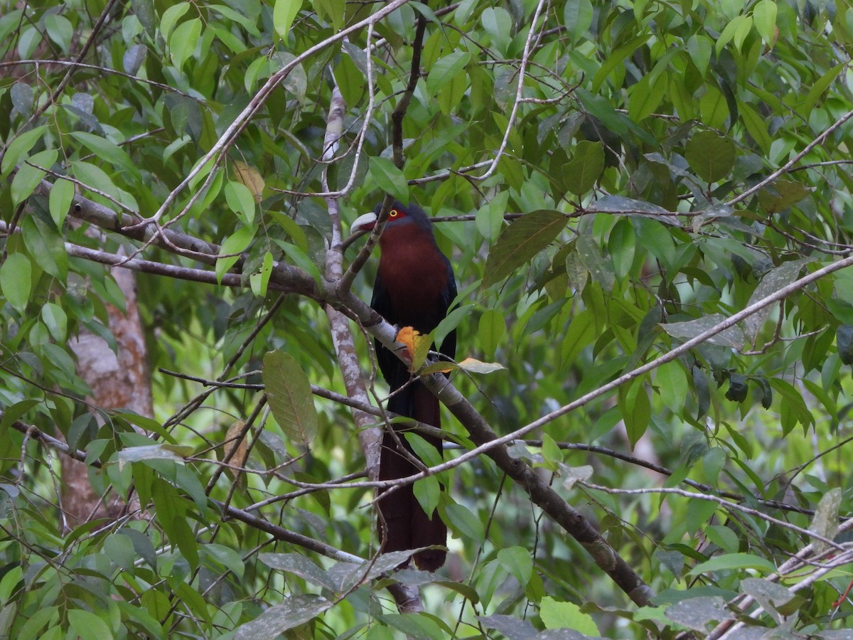 Chestnut-bellied Malkoha - david Sautebin