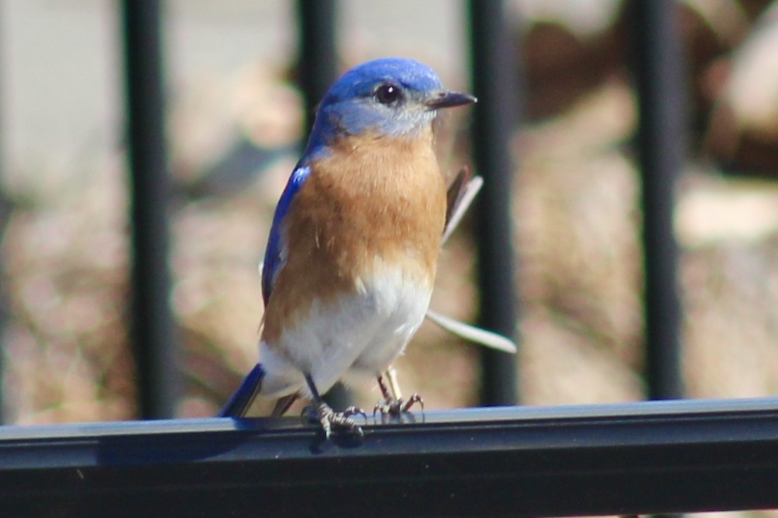 Eastern Bluebird - ML616056008