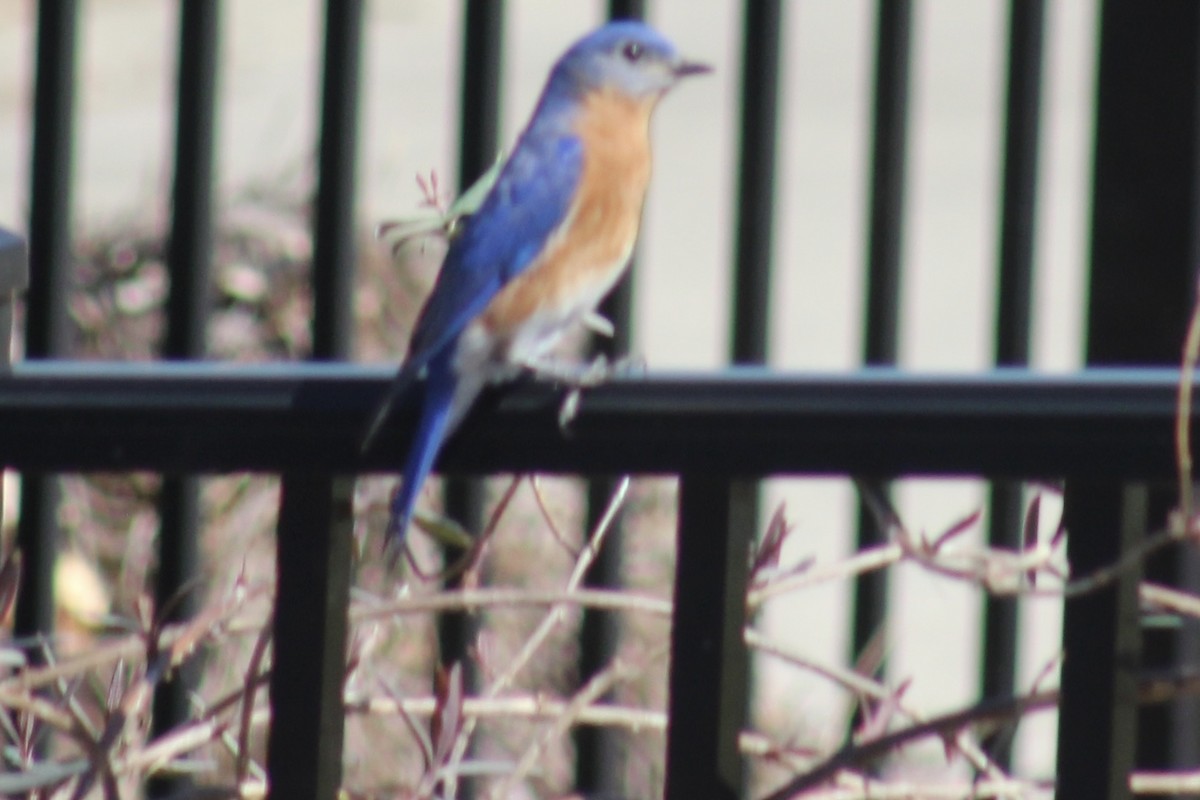 Eastern Bluebird - ML616056009