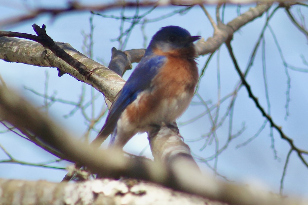 Eastern Bluebird - ML616056010