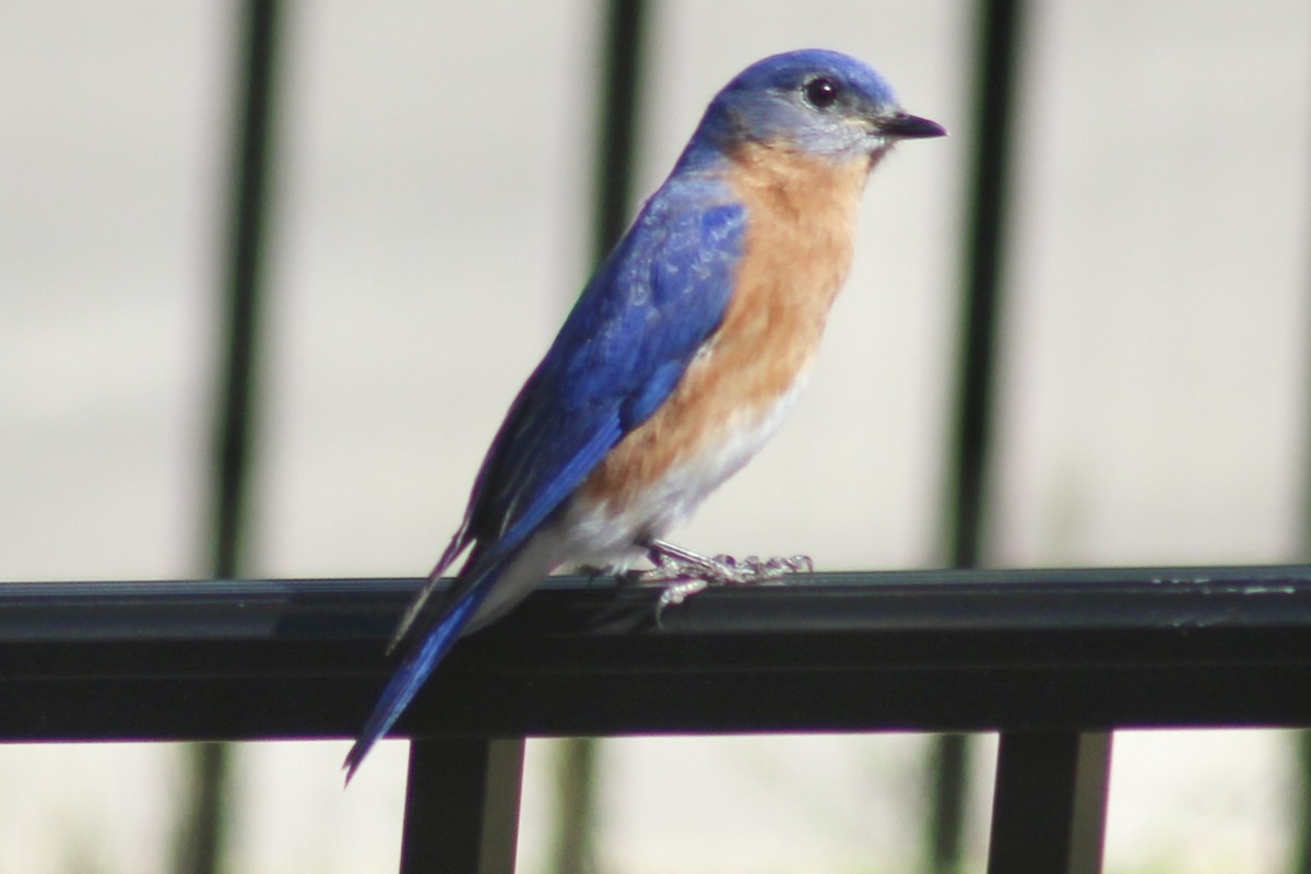 Eastern Bluebird - ML616056012