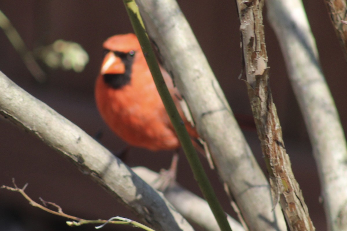 Northern Cardinal - ML616056024