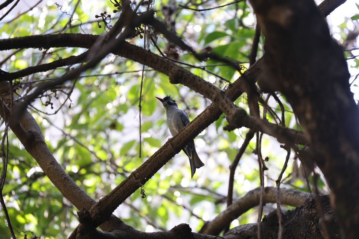 Black Bulbul - Sarbjit Randhawa