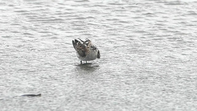 Weißbürzel-Strandläufer - ML616056045