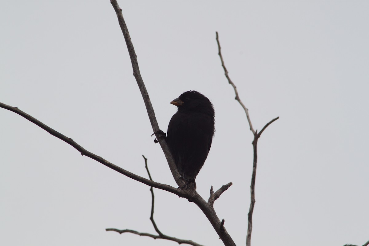 Small Ground-Finch - Brett Hartl