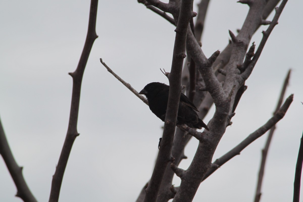 Small Ground-Finch - ML616056076